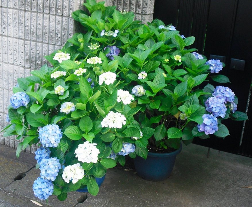 �J���L���u���O