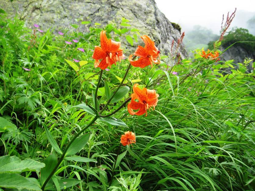 �J���L���u���O