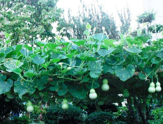 �J���L���u���O