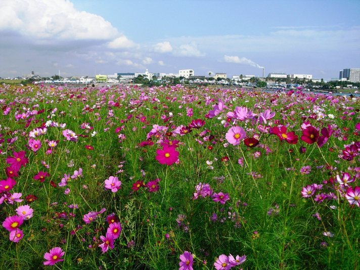 �J���L���u���O