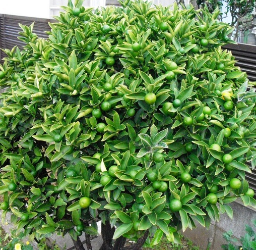 �J���L���u���O