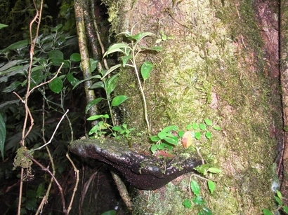 �J���L���u���O