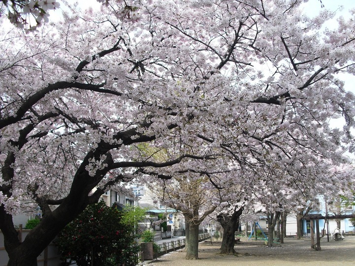 �J���L���u���O