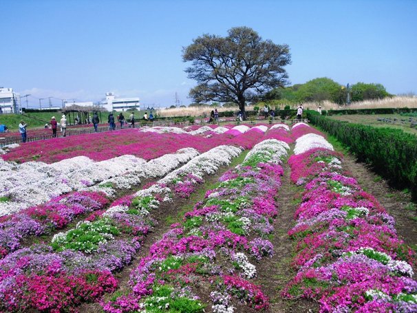 �J���L���u���O