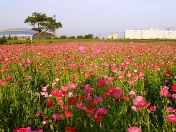 �J���L���u���O