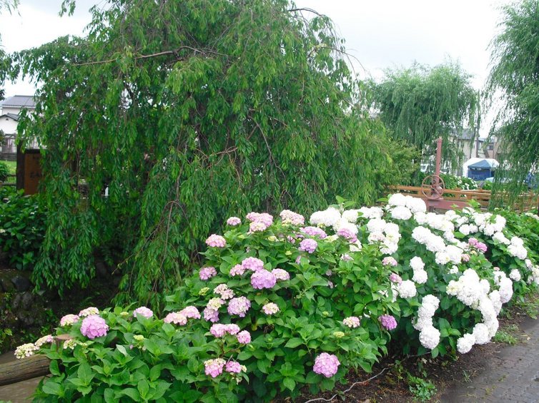 �J���L���u���O