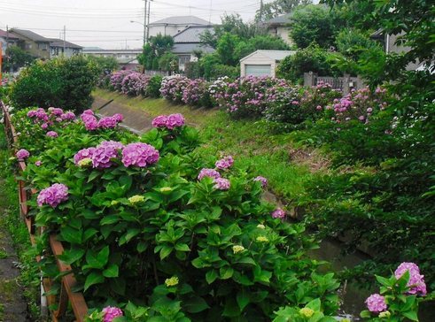 �J���L���u���O