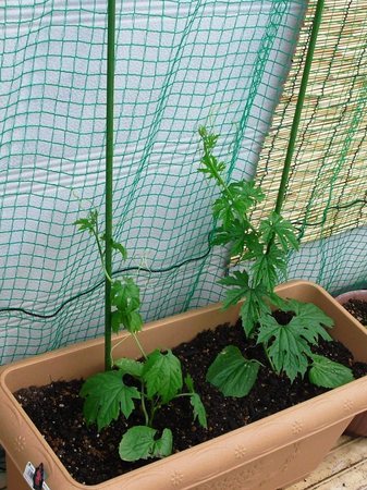 �J���L���u���O