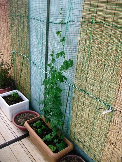 �J���L���u���O