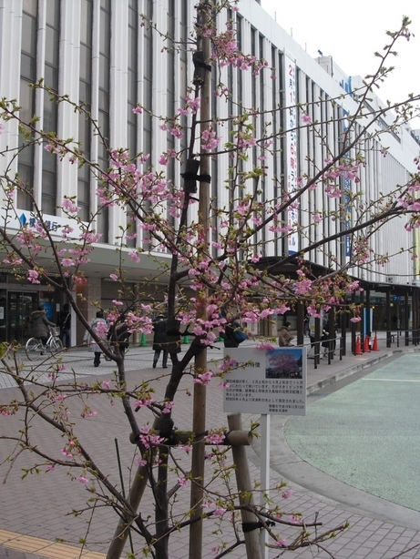 �J���L���u���O