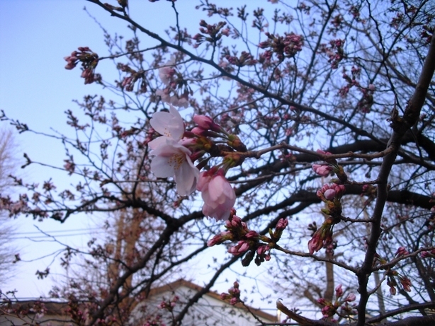 �J���L���u���O