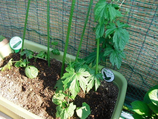 �J���L���u���O