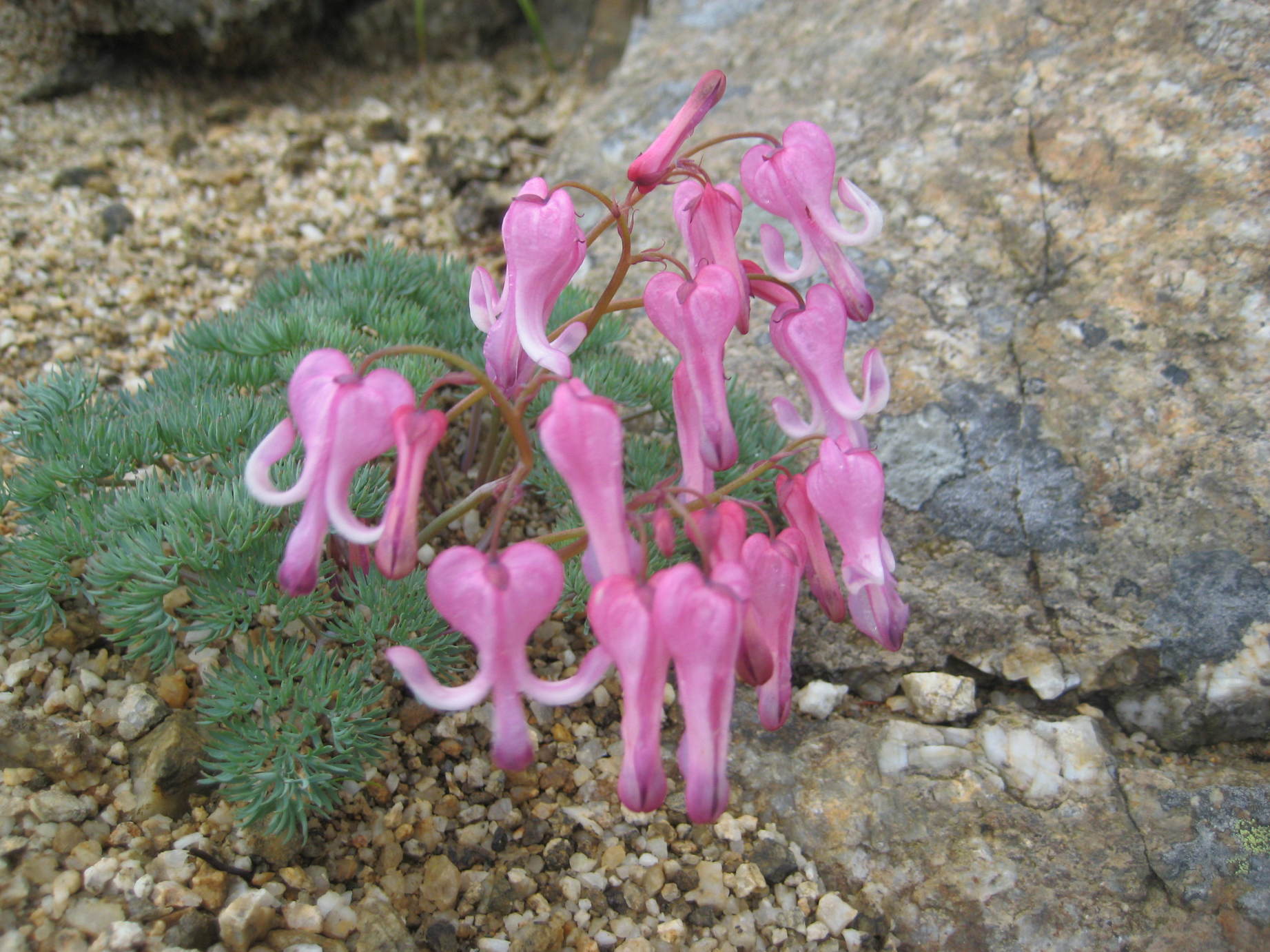 �J���L���u���O