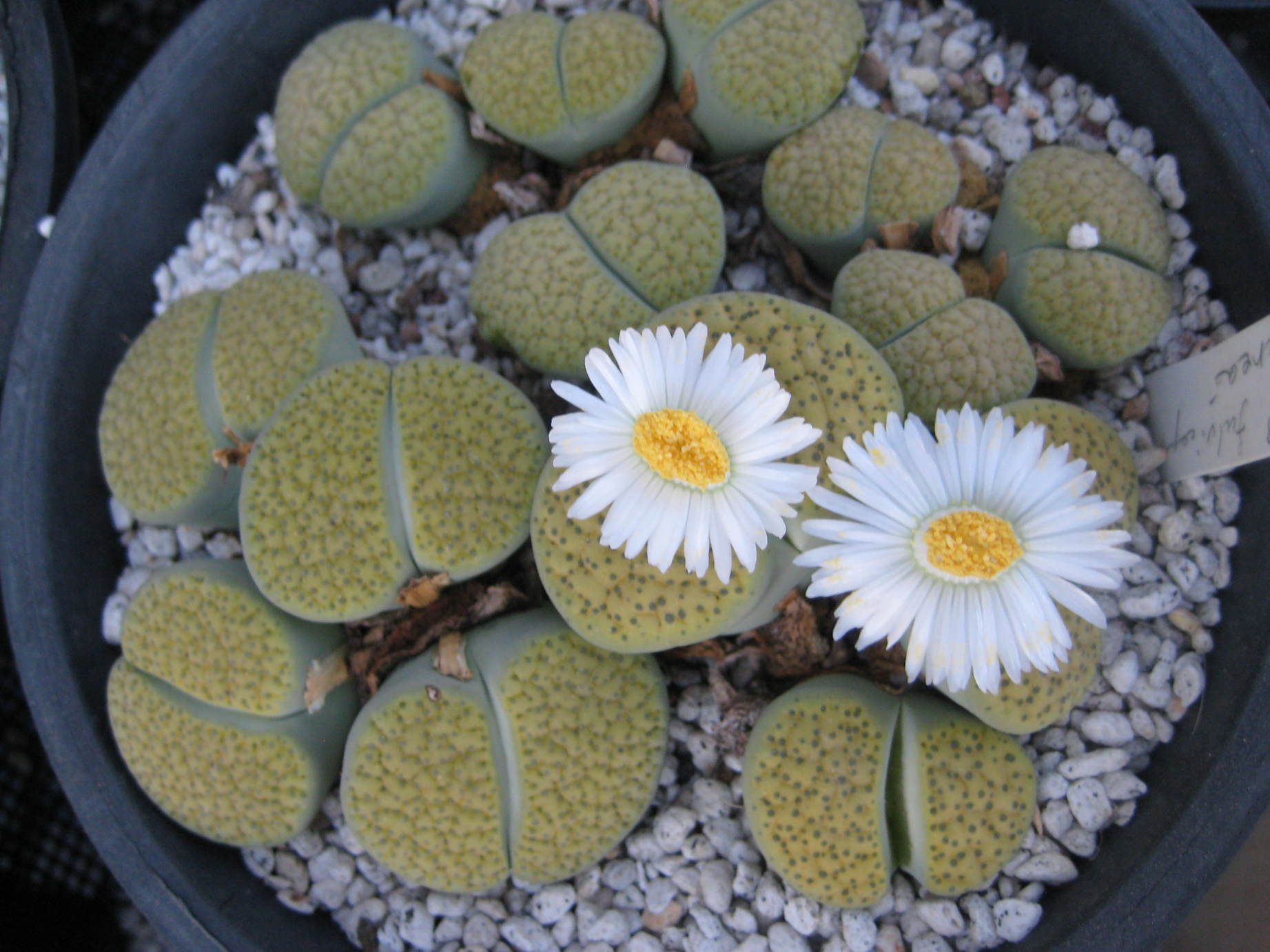 �J���L���u���O