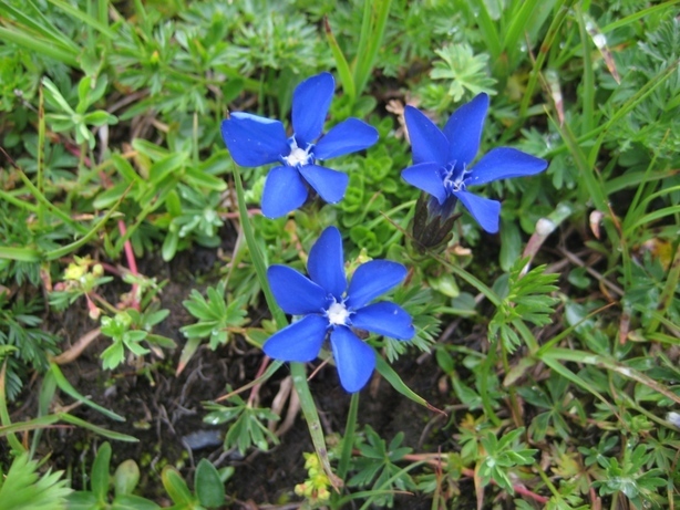 �J���L���u���O