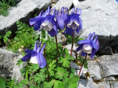 �J���L���u���O