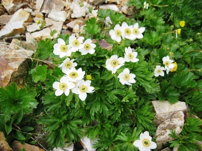 �J���L���u���O