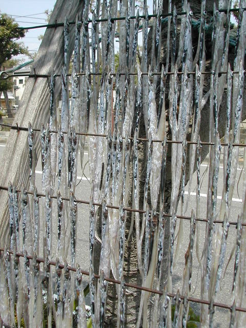 (�L)��萅�Y�@�����N���E�����������X�@�u���O