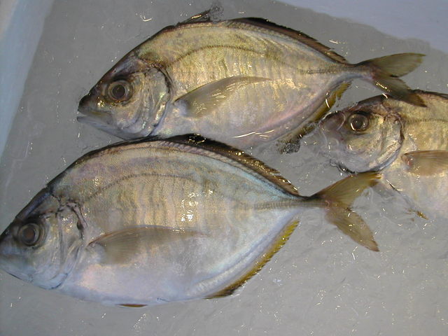 (�L)��萅�Y�@�����N���E�����������X�@�u���O