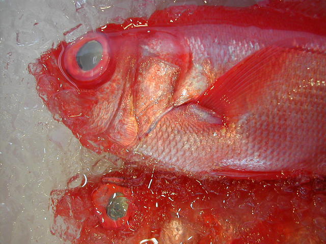 (�L)��萅�Y�@�����N���E�����������X�@�u���O