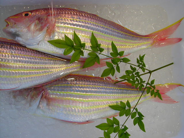 (�L)��萅�Y�@�����N���E�����������X�@�u���O