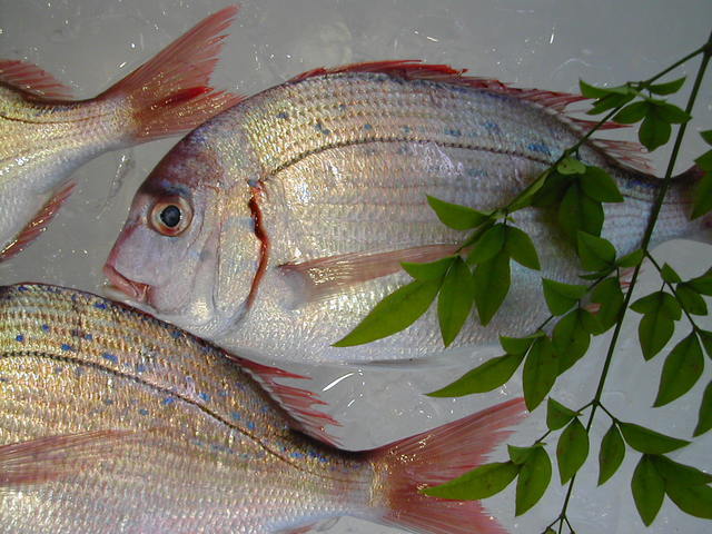 (�L)��萅�Y�@�����N���E�����������X�@�u���O