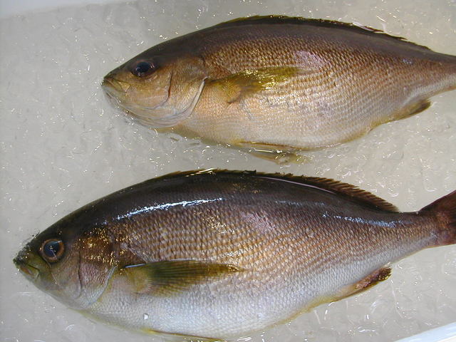 (�L)��萅�Y�@�����N���E�����������X�@�u���O