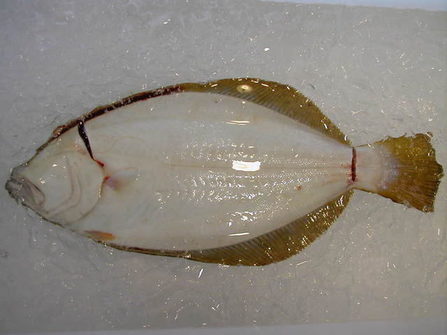 (�L)��萅�Y�@�����N���E�����������X�@�u���O