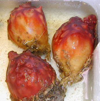 (�L)��萅�Y�@�����N���E�����������X�@�u���O