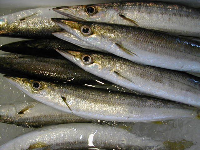 (�L)��萅�Y�@�����N���E�����������X�@�u���O