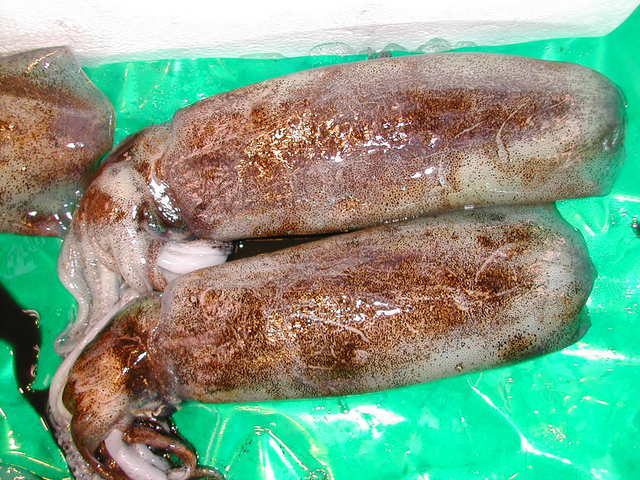 (�L)��萅�Y�@�����N���E�����������X�@�u���O