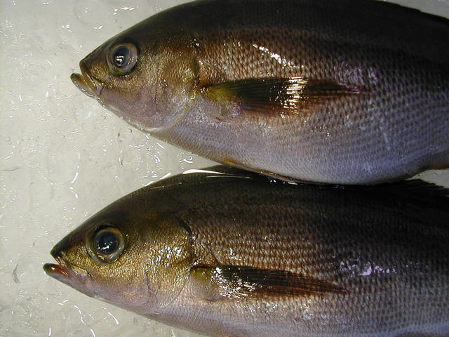 (�L)��萅�Y�@�����N���E�����������X�@�u���O