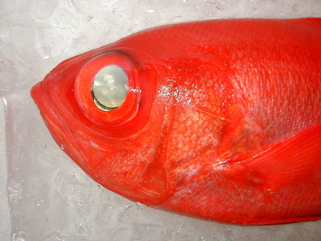 (�L)��萅�Y�@�����N���E�����������X�@�u���O