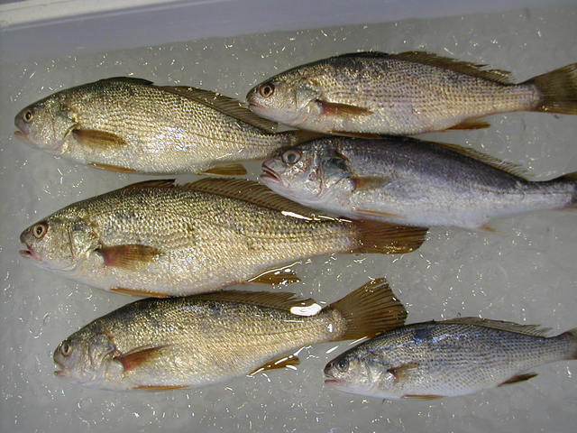 (�L)��萅�Y�@�����N���E�����������X�@�u���O