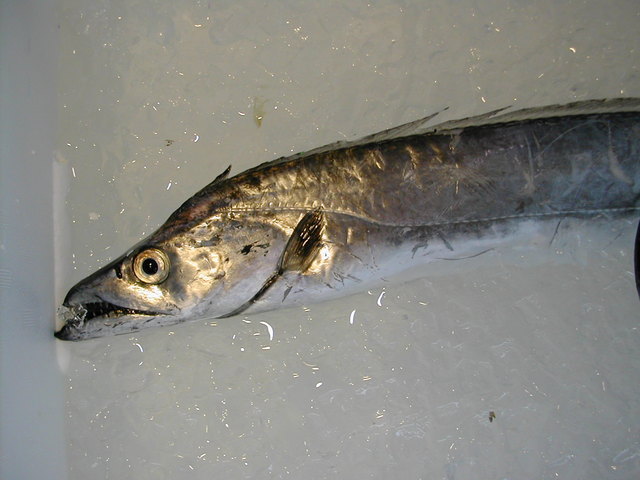 (�L)��萅�Y�@�����N���E�����������X�@�u���O