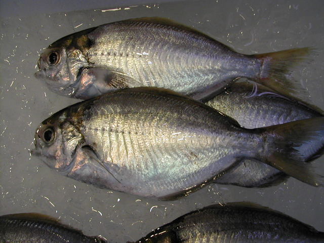 (�L)��萅�Y�@�����N���E�����������X�@�u���O