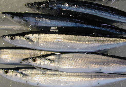 (�L)��萅�Y�@�����N���E�����������X�@�u���O