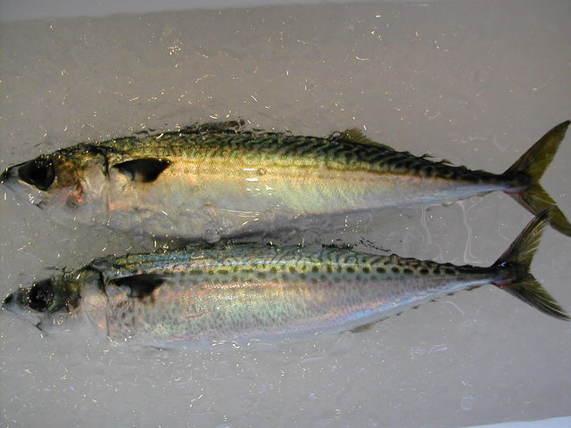 (�L)��萅�Y�@�����N���E�����������X�@�u���O