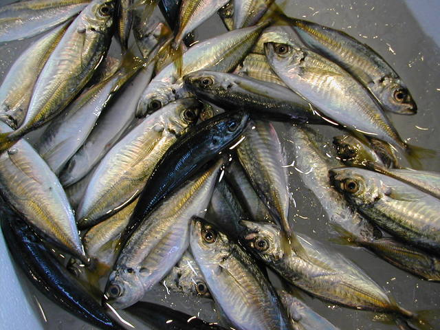 (�L)��萅�Y�@�����N���E�����������X�@�u���O