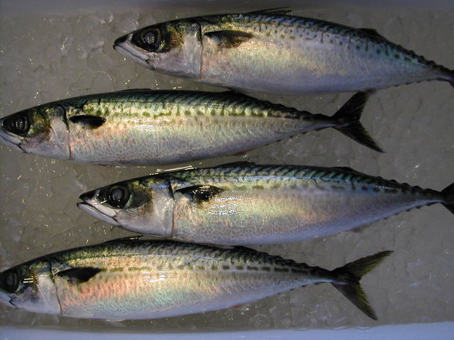 (�L)��萅�Y�@�����N���E�����������X�@�u���O