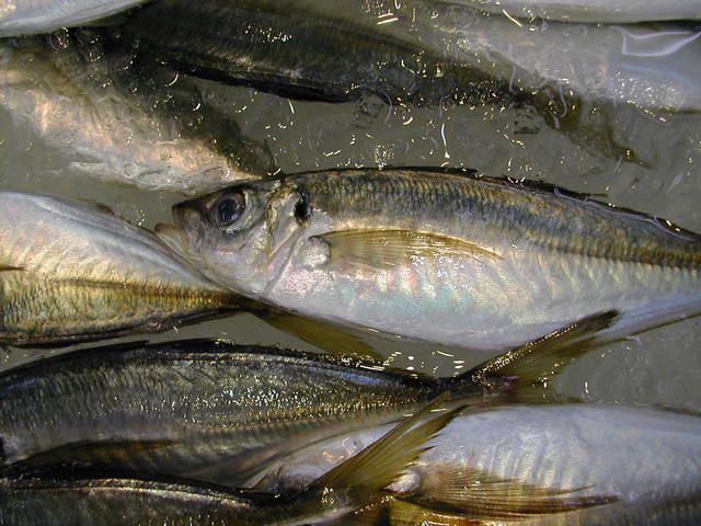 (�L)��萅�Y�@�����N���E�����������X�@�u���O