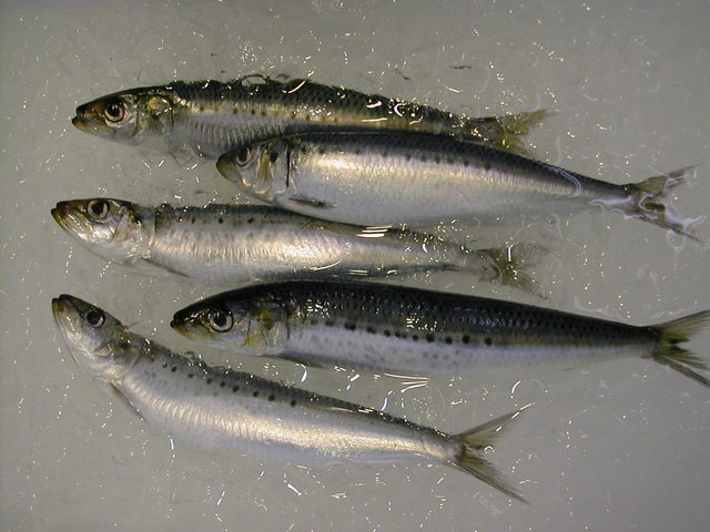 (�L)��萅�Y�@�����N���E�����������X�@�u���O