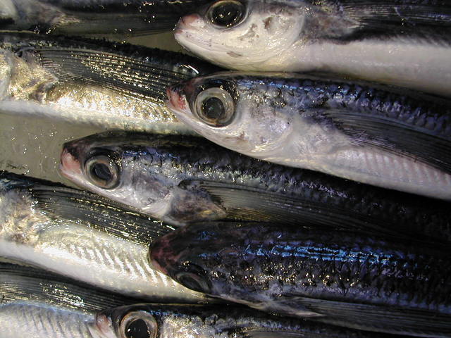 (�L)��萅�Y�@�����N���E�����������X�@�u���O