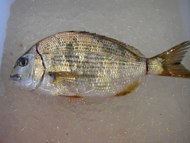 (�L)��萅�Y�@�����N���E�����������X�@�u���O