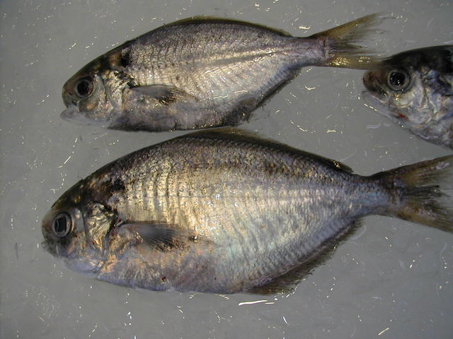 (�L)��萅�Y�@�����N���E�����������X�@�u���O