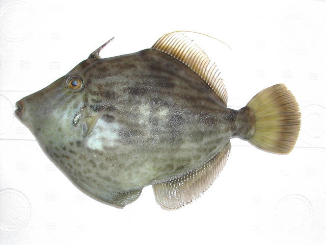 (�L)��萅�Y�@�����N���E�����������X�@�u���O