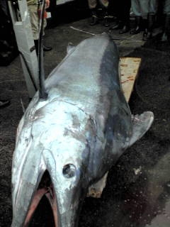 (�L)��萅�Y�@�����N���E�����������X�@�u���O