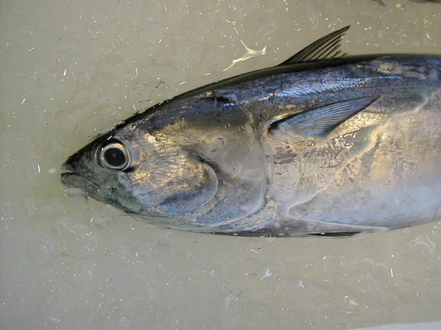 (�L)��萅�Y�@�����N���E�����������X�@�u���O