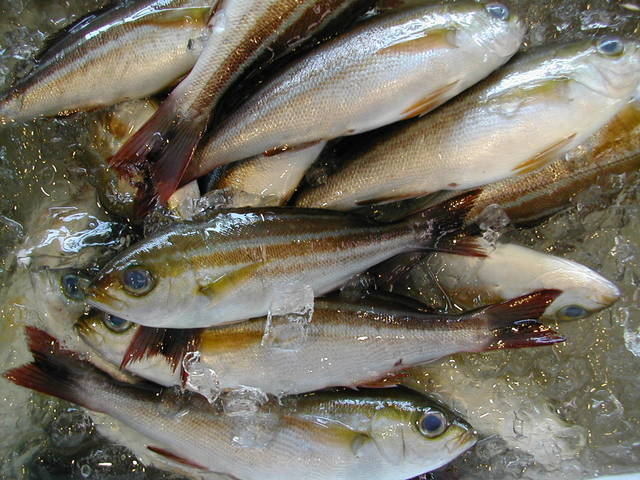 (�L)��萅�Y�@�����N���E�����������X�@�u���O