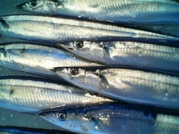 (�L)��萅�Y�@�����N���E�����������X�@�u���O